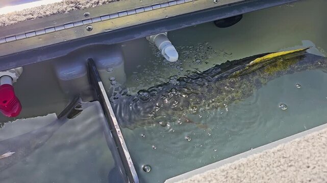 Fishing boat live well with two smallmouth bass in moving water, showing bronze fish detail, air bubbles, sun glare, and catch storage during a summer lake trip.