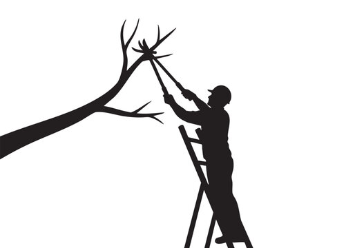 Silhouette of a worker pruning tree branches with long shears while standing on a tall ladder Vector, illustration