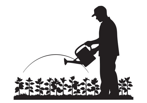 Silhouette of a man watering green plants in a garden with a metal watering can illustration Vector, illustration