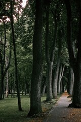 Fototapeta premium Scenic brick alley winding through a dense green park with tall old trees. Beautiful shaded walkway in a summer garden, perspective and copy space.