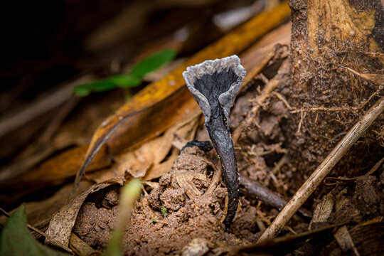 Black trumpet mushroom growing in its forest habitat
