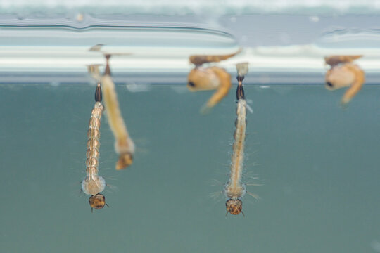 Mosquito larvae breathing on water surface