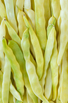 Merveille de Venise yellow pole beans, full-frame background texture. Fresh organic wax bean pods in a tight, flat-lay top view, backlit by natural light.