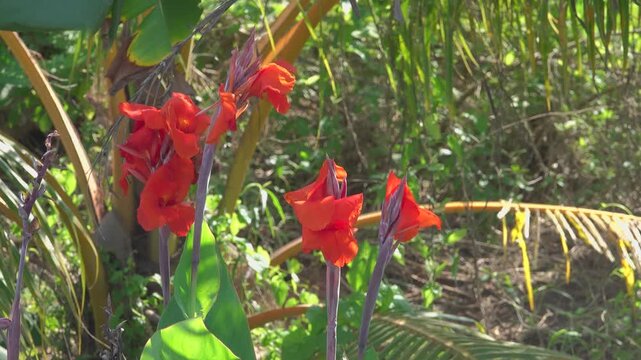 Like naturalized purple arrowroot (Cannaceae, Canna indica) in rain forest. Thailand