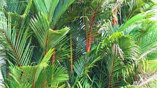 Cyrtostachys Renda Lipstick Palm tree