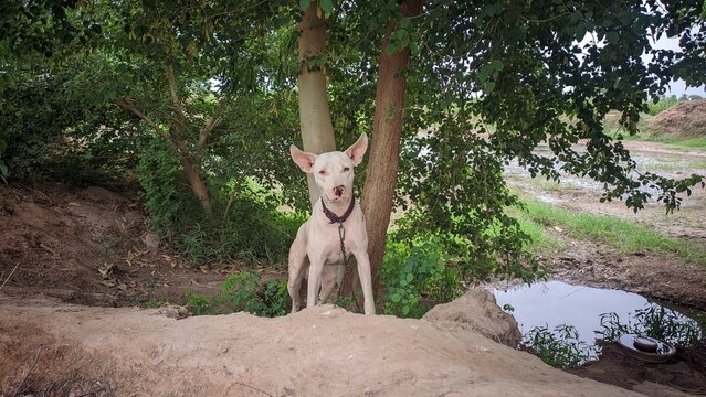White dog with pointed ears standing under green tree shade outdoors in farm landscape