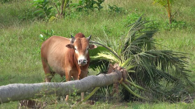 A young zebu bull eats a felled palm tree. Thailand