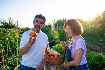 Fototapeta premium Farmers harvesting organic vegetables in garden at sunset