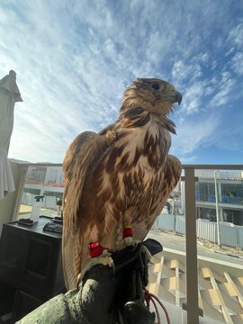 falcon resting