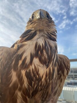 falcon resting