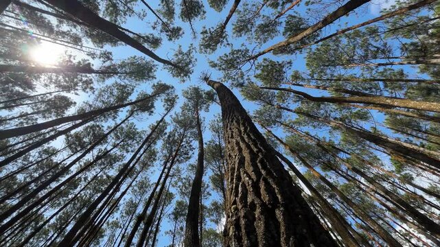 Low Angle View of Tall Pine Trees in Forest Against Blue Sky