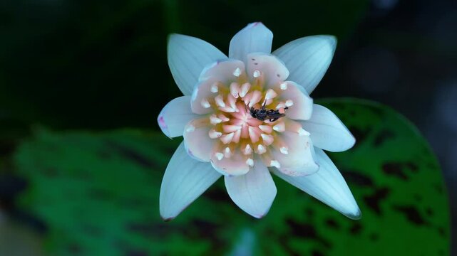 White aquatic flower with black bee collecting pollen