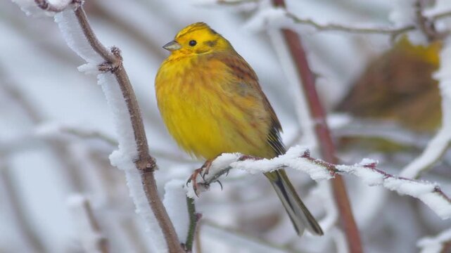 Yellowhammer foraging for food at a frosty woodland edge in winter, Germany, male European wild bird in morning light, 4K