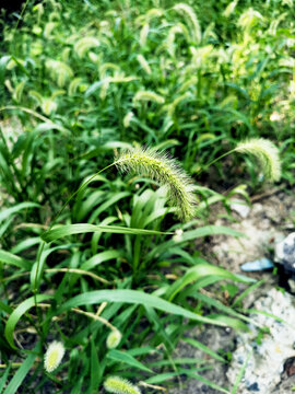 Green foxtail grass in a wild meadow