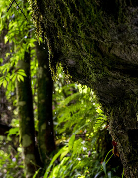 Mossy Tree Trunk Dripping Water in Lush Rainforest