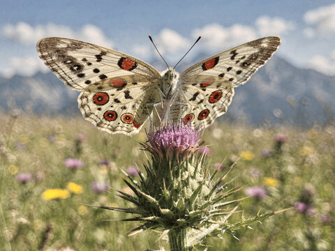 Parnassius apollo Butterfly Feeding on Thistle in Alpine Meadow