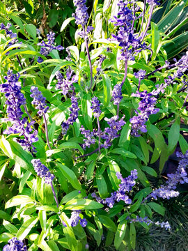 Purple flowering plant with lush green foliage in garden sunlight