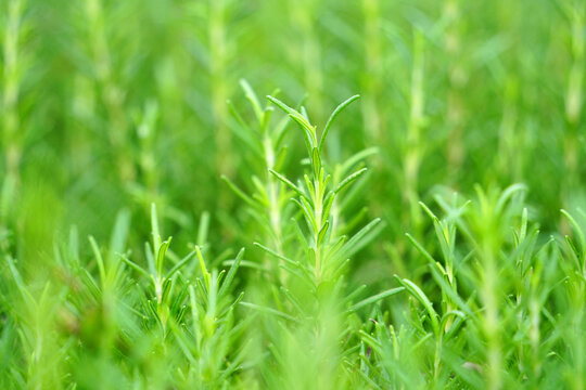 Fresh Rosemary Growing in a Lush Garden
