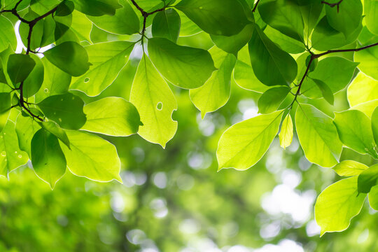 Sunlit Green Leaves Canopy
