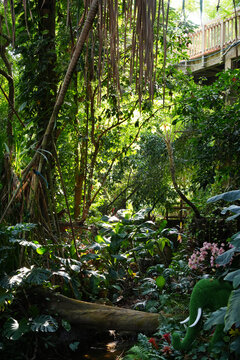 Lush Tropical Garden with Hanging Roots and Sunlit Foliage