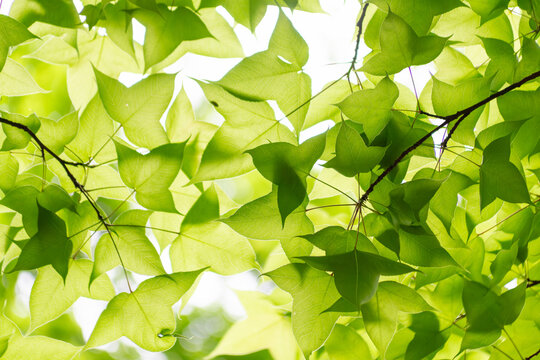 Sunlit Green Leaf Canopy in Spring