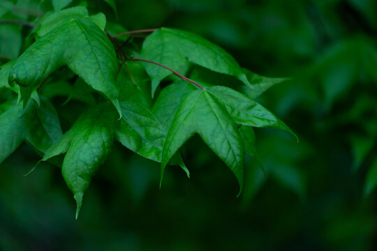 Fresh Green Leaves on Branch in Lush Natural Background