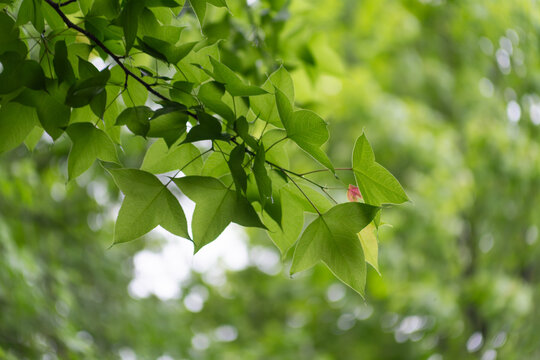 Fresh Green Leaves on Tree Branch with Bokeh Background