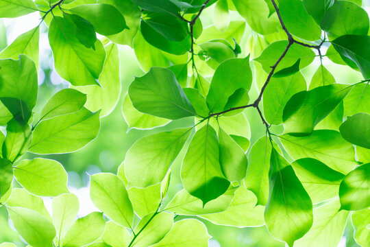 Sunlit Green Leaves on Tree Branch