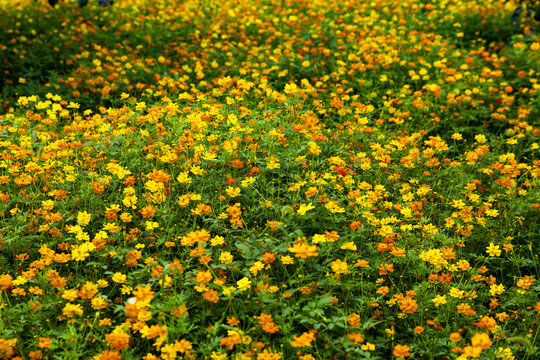 Yellow and Orange Wildflower Meadow in Summer Sunlight