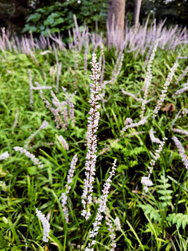 White Flowering Spikes in Lush Green Foliage