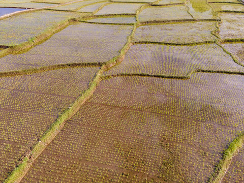 Aerial Scenery of Terraced Rice Fields After Rice Planting in a Rural Area of Karanglewas, Indonesia. Fresh Agricultural Patterns Create a Peaceful Green Landscape Surrounded by the Countryside.