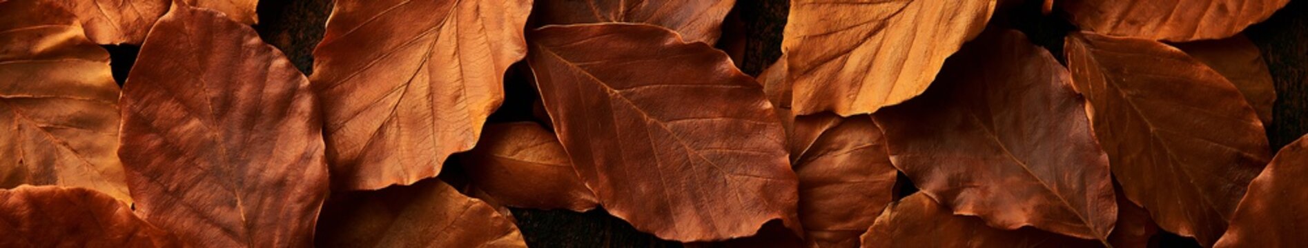 Close up overhead view of overlapping warm brown autumn leaves on a dark textured background for a seasonal nature banner