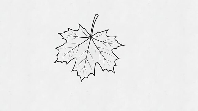 Minimalist maple leaf line art icon for fall and autumn seasonal video projects