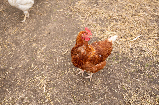 Brown hen standing and looking on straw covered ground