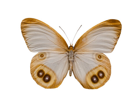 Exotic white morpho butterfly Morpho polyphemus isolated on white.