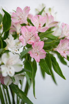 Vibrant pink and white alstroemeria flowers in bloom