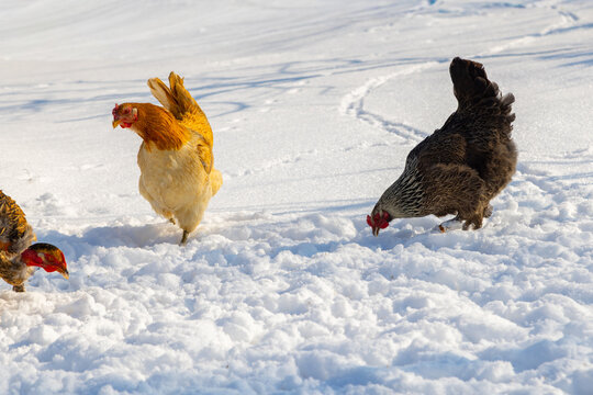 Chickens Foraging in Snowy Field on a Sunny Winter Day