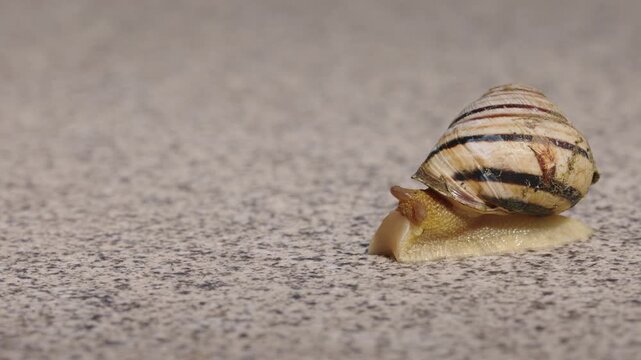 Striped Land Snail in Close-Up on Textured Surface
