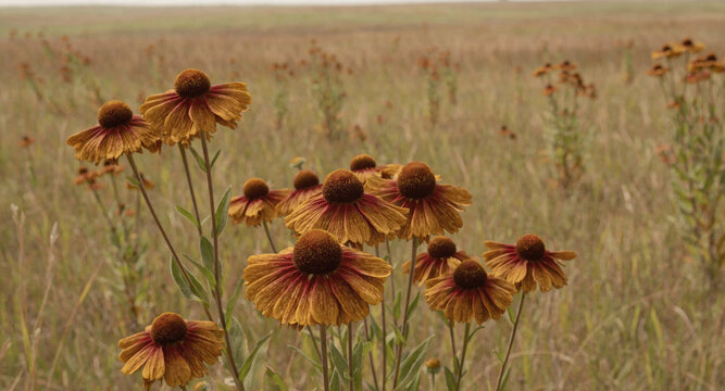 Group of bronze helenium blooming in a vast grassy field during a cloudy day with wildflowers dark centers under muted overcast centers grows wide