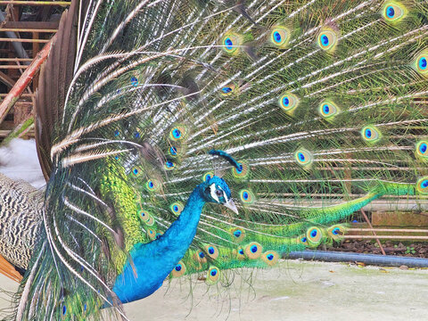 Male Peacock Displaying Full Fan of Iridescent Tail Feathers