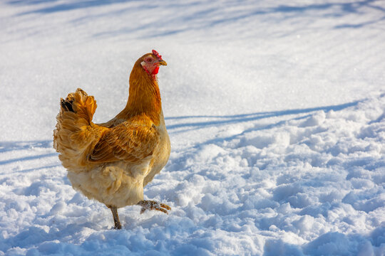 Chicken Standing in Snowy Landscape with Shadows