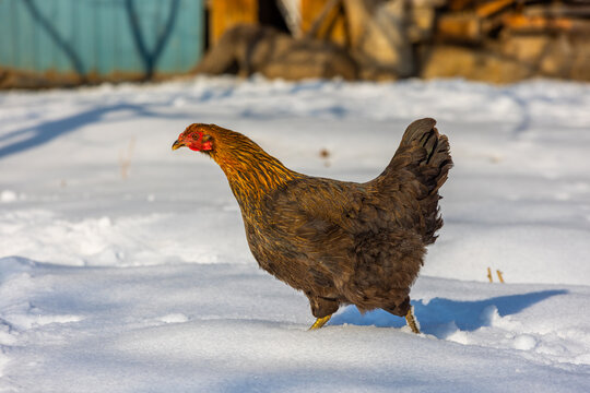 Chicken Walking Through Snow on a Sunny Winter Day