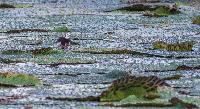 Pheasant Tailed Jacana Mother Flying Over Gorgon Fruit Leaves