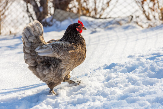 Hen Walking in Snowy Winter Landscape