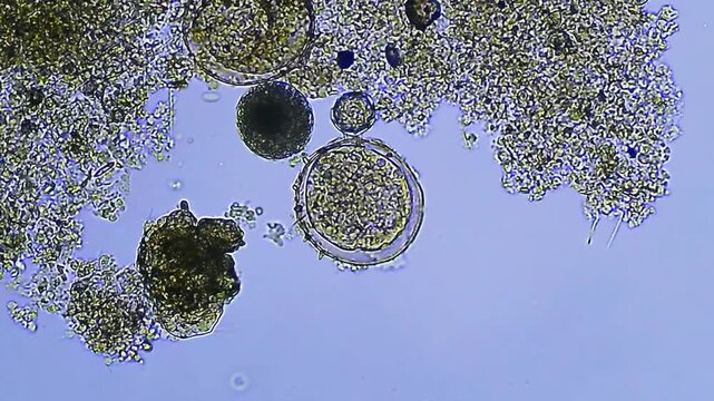 MIcro orgamism - developing cell