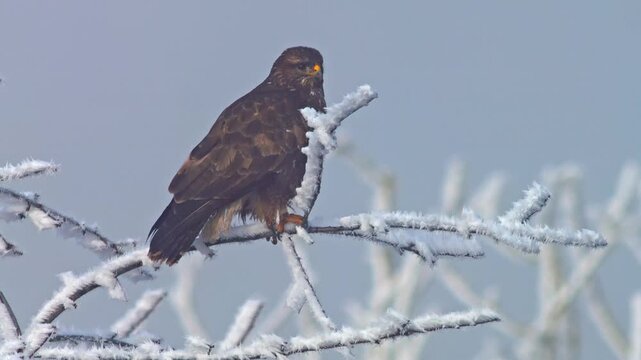 Common Buzzard actively hunting at a frosty woodland edge in winter, Germany, bird of prey searching for survival in 4K