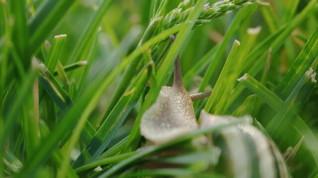 Land Snail Crawling Through Green Grass in Macro Close-Up