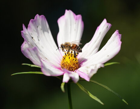 bee on a cosmos flower