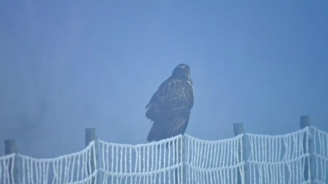 Common Buzzard actively hunting at a frosty woodland edge in winter, Germany, bird of prey searching for survival in 4K