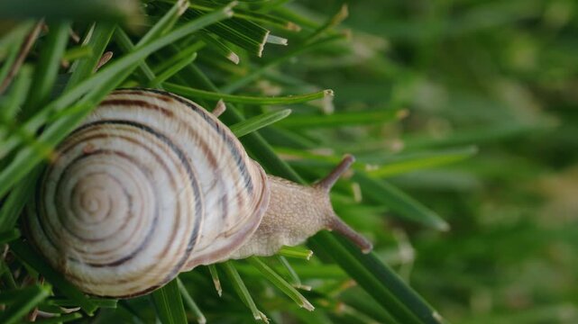 Striped Land Snail Moving Across Grass with Large Spiral Shell